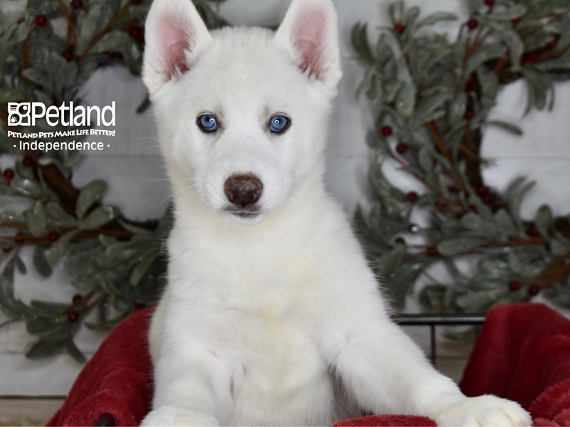 Siberian Husky-Dog-Female-White-3899426-Petland Lee's Summit, Missouri