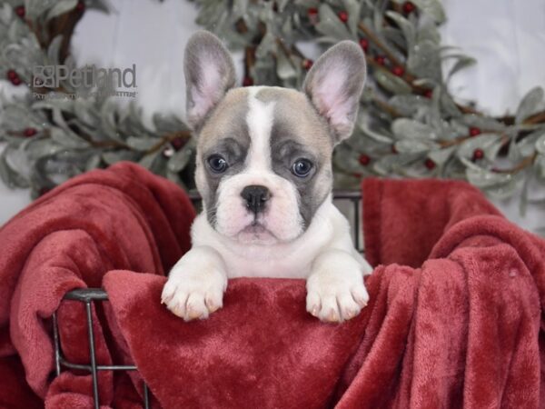 [#576] Blue Piebald Male French Bulldog Puppies For Sale