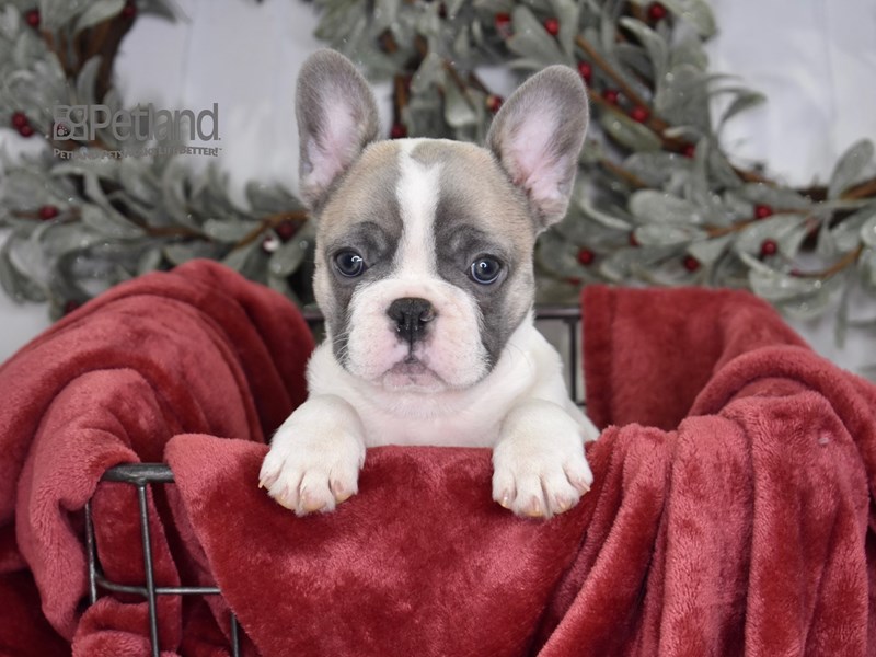 [#576] Blue Piebald Male French Bulldog Puppies For Sale #2