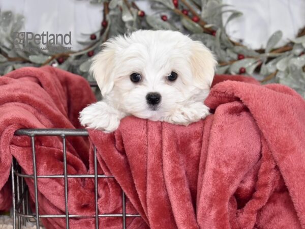 [#578] White Male Maltese Puppies For Sale
