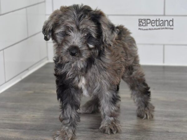 [#504] Merle Female Miniature Aussiedoodle Puppies For Sale