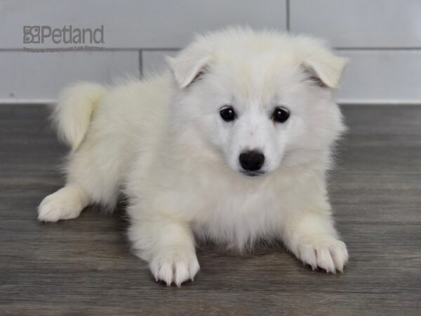 [#509] White Female American Eskimo Puppies For Sale