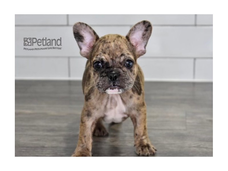 [#531] Merle Male French Bulldog Puppies For Sale