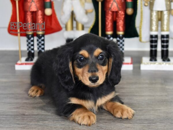 [#555] Black & Tan, Long Haired Male Dachshund Puppies For Sale