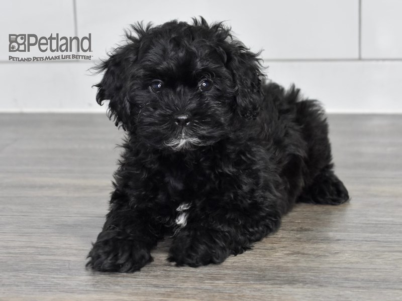 [#546] Brindle Female Shih Poo Puppies For Sale #2