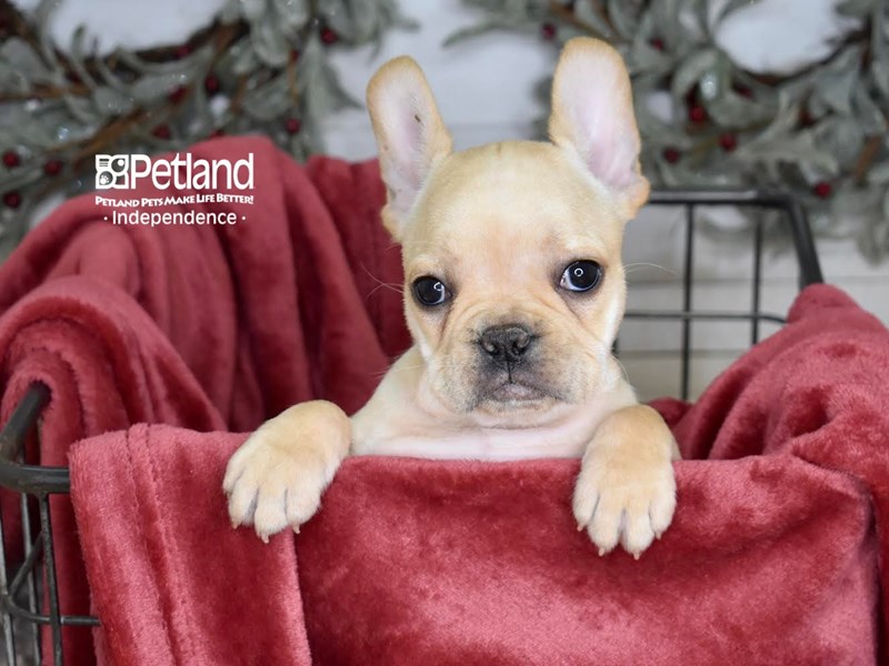 [#5355] Fawn Female French Bulldog Puppies For Sale #2