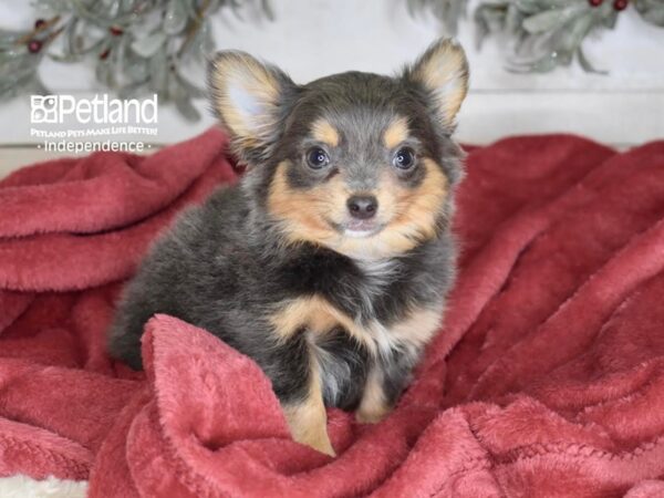 [#5380] Blue & Tan Male Chihuahua Puppies For Sale