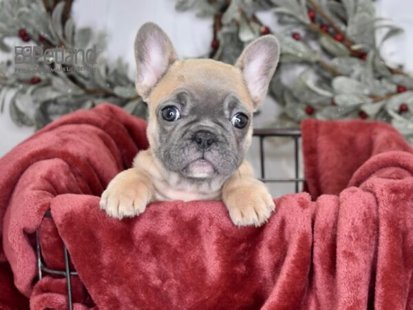 [#577] Blue Fawn Female French Bulldog Puppies For Sale