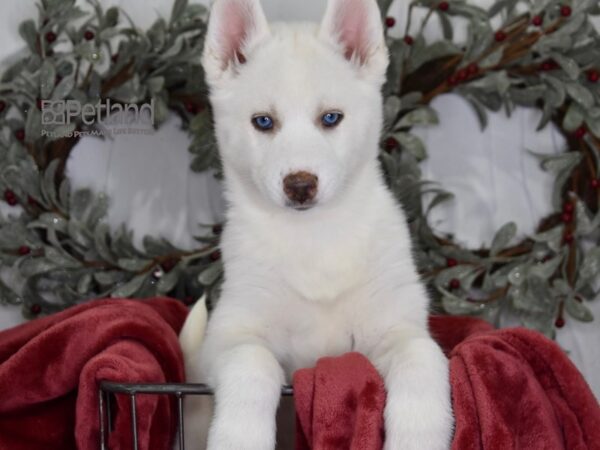 [#572] White Female Siberian Husky Puppies For Sale