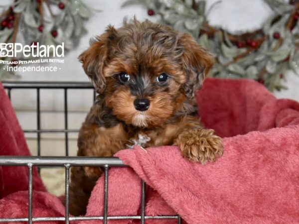 [#5392] Chocolate Female Cavapoo 2nd Generation Puppies For Sale