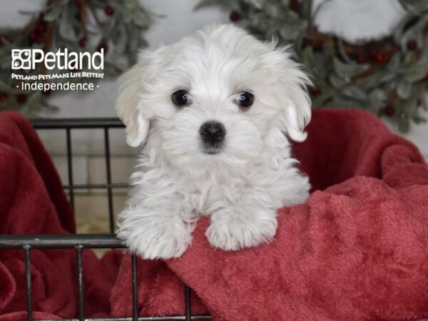 [#5393] White Female Maltese Puppies For Sale