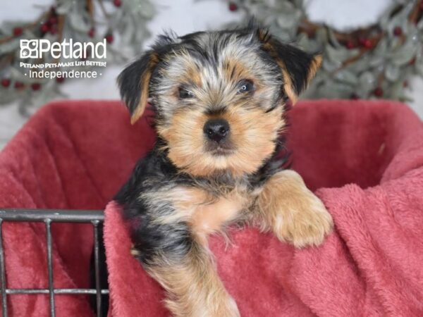 [#5387] Black & Tan Male Yorkshire Terrier Puppies For Sale