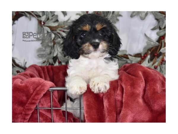 [#588] Black & White Female Cavapoo Puppies For Sale