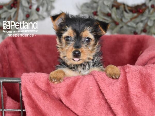 [#5388] Black & Tan Female Yorkshire Terrier Puppies For Sale