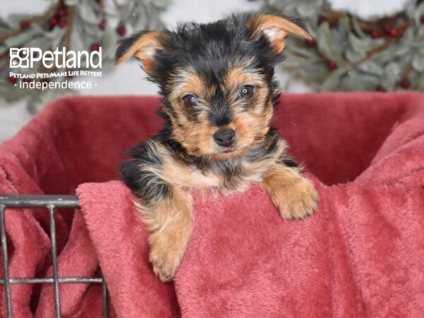 [#5389] Black & Tan Female Yorkshire Terrier Puppies For Sale