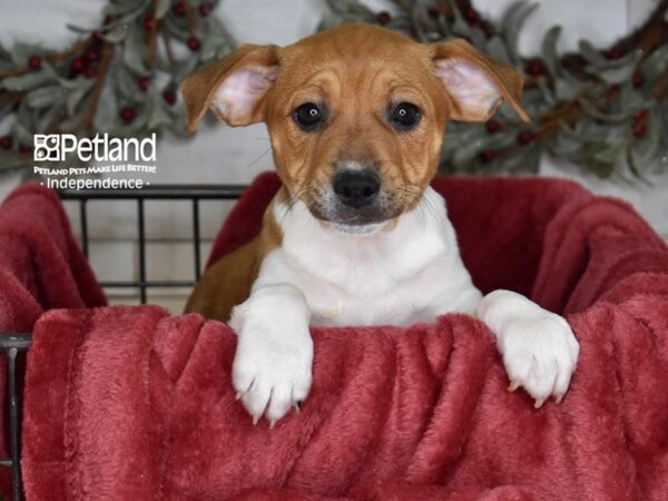 Jack Russell Terrier-Dog-Male-Tan & White-5406-Petland Lee's Summit, Missouri