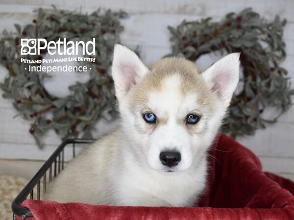 Siberian Husky-Dog-Male-Silver & White-5420-Petland Lee's Summit, Missouri