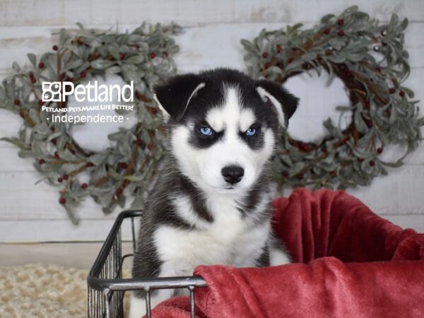 Siberian Husky-Dog-Male-Black & White-5422-Petland Lee's Summit, Missouri