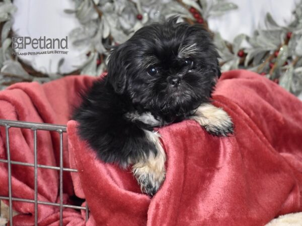 [#563] Black & Tan Female Shih Tzu Puppies For Sale
