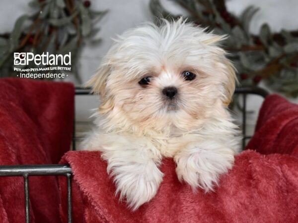 Shih Tzu-Dog-Male-Cream-5363-Petland Lee's Summit, MO