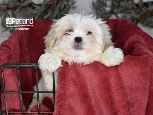Pekeapoo-Dog-Male-White & Tan-5372-Petland Lee's Summit, MO