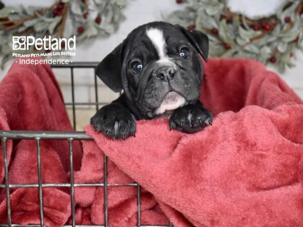 English Bulldog-Dog-Male-Black-5385-Petland Lee's Summit, MO