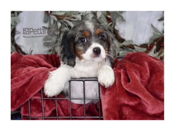 [#587] Blue Merle & White Male Cavapoo Puppies For Sale