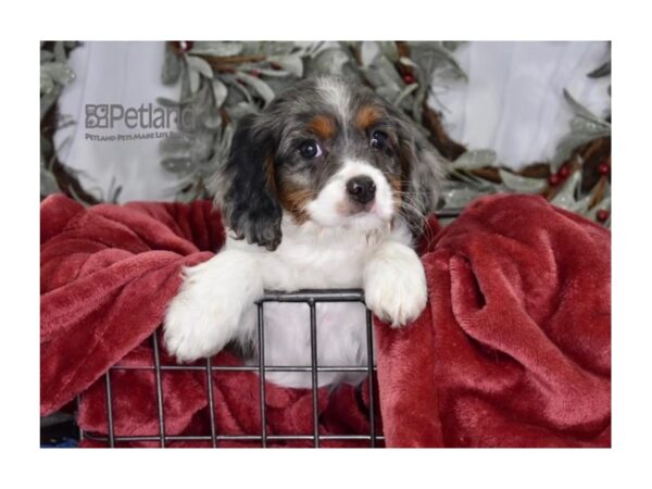 Cavapoo-Dog-Male-Blue Merle & White-587-Petland Lee's Summit, MO