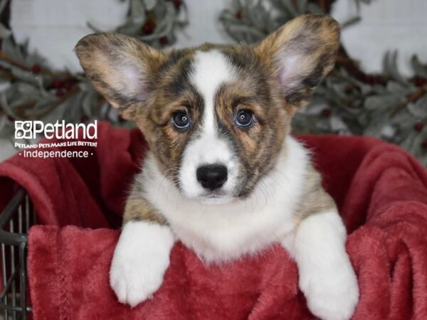 Cardigan Welsh Corgi-Dog-Female-Brindle & White-5411-Petland Lee's Summit, MO