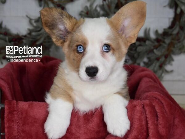 Cardigan Welsh Corgi-Dog-Male-Red Merle-5410-Petland Lee's Summit, MO