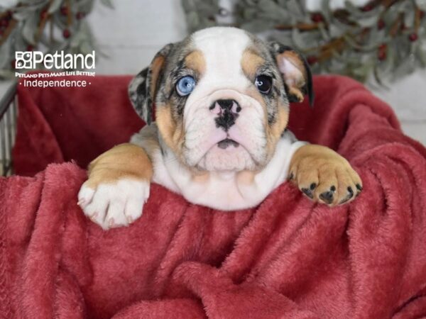 [#5408] Blue Merle Male English Bulldog Puppies For Sale