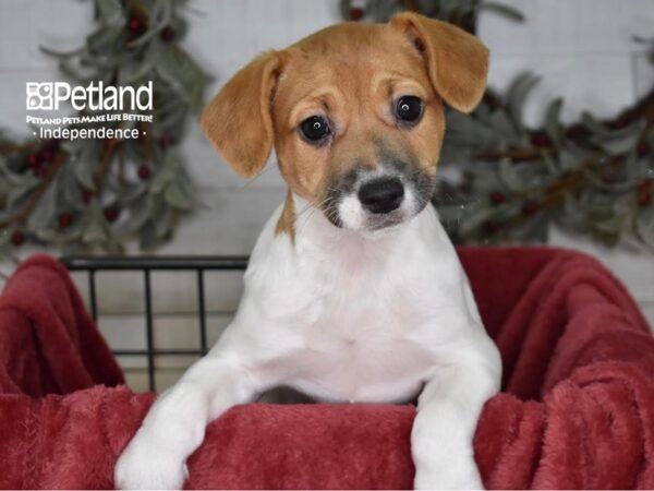 Jack Russell Terrier-Dog-Female-Tan & White-5407-Petland Lee's Summit, Missouri