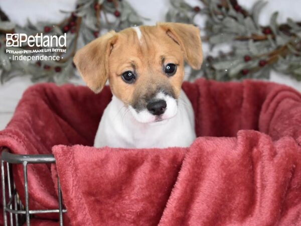 Jack Russell Terrier-Dog-Male-Tan & White-5405-Petland Lee's Summit, MO