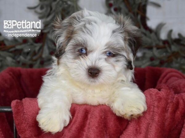 Shih Poo-Dog-Male-Merle Parti-5413-Petland Lee's Summit, MO