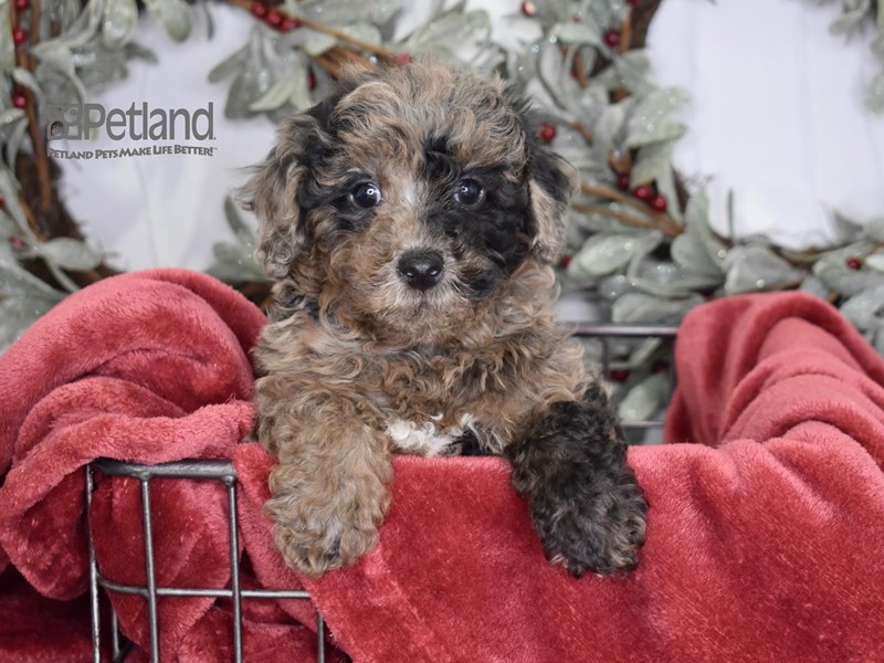 [#604] Merle Male Poodle Puppies For Sale #2