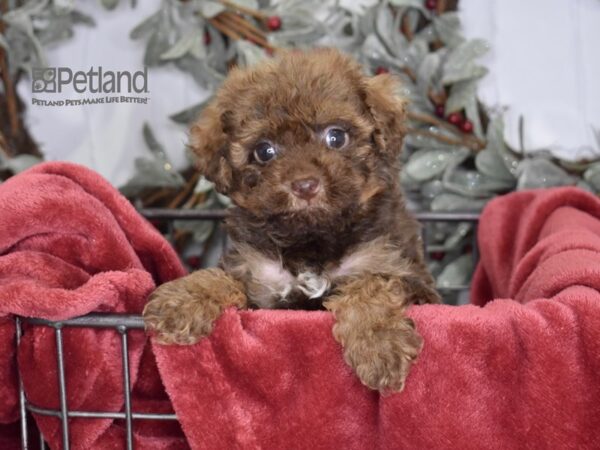 [#606] Chocolate & Tan Female Poodle Puppies For Sale