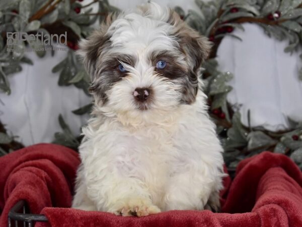 [#599] Merle Parti Male Shih Poo Puppies For Sale