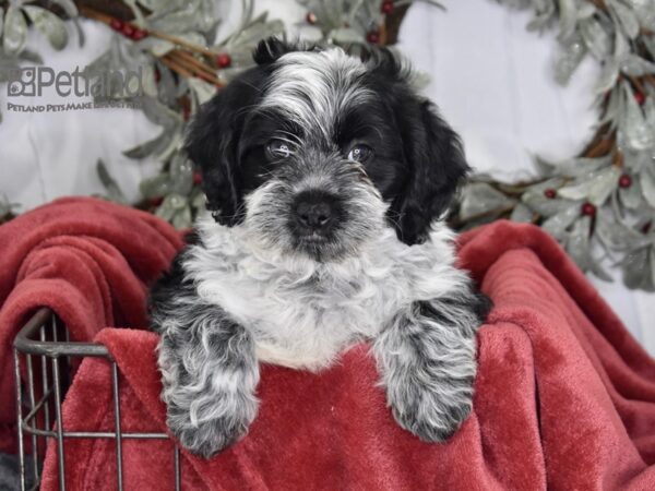 [#600] Merle Parti Male Shih Poo Puppies For Sale