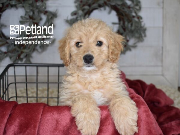 Miniature Goldendoodle 2nd Gen-Dog-Female-Golden-5418-Petland Lee's Summit, MO