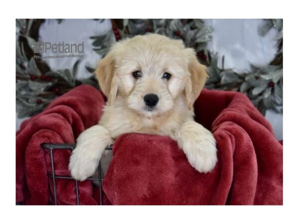 [#607] Golden Male Miniature Goldendoodle Puppies For Sale