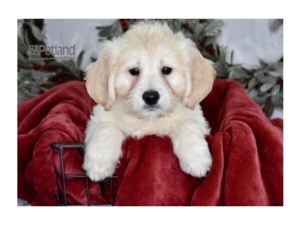 [#610] Golden Female Miniature Goldendoodle Puppies For Sale