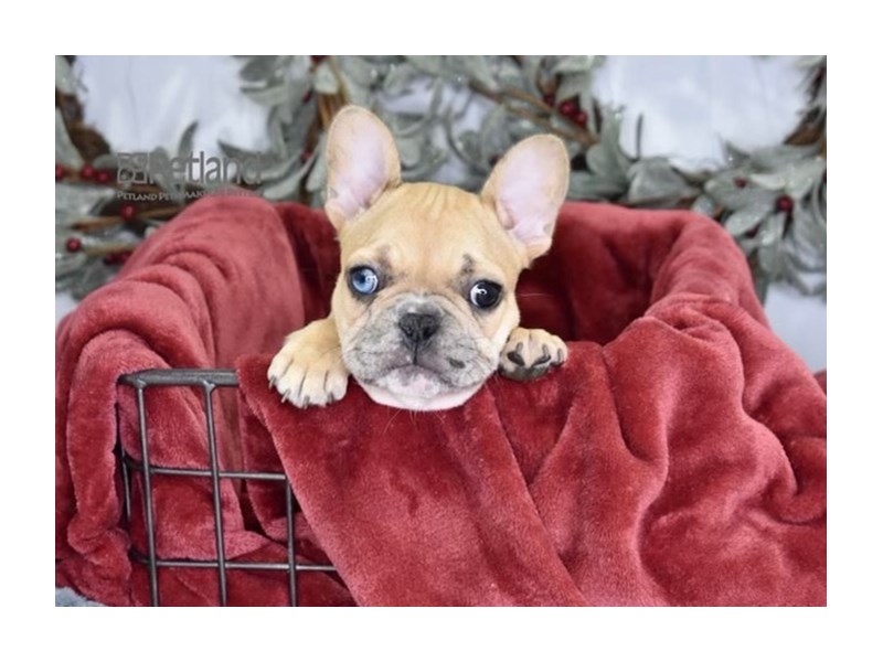 [#613] Fawn Merle Male French Bulldog Puppies For Sale