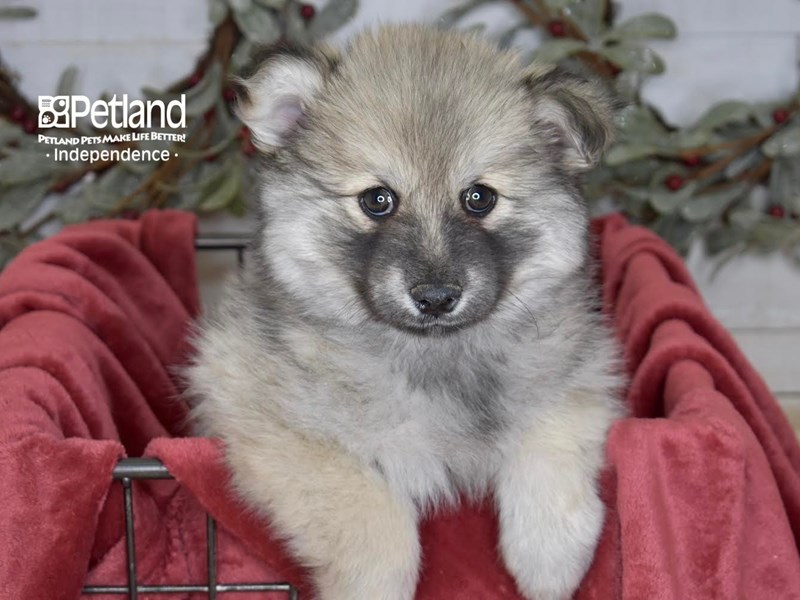 [#5433] Sable Male Pomsky 2nd Gen Puppies For Sale #2