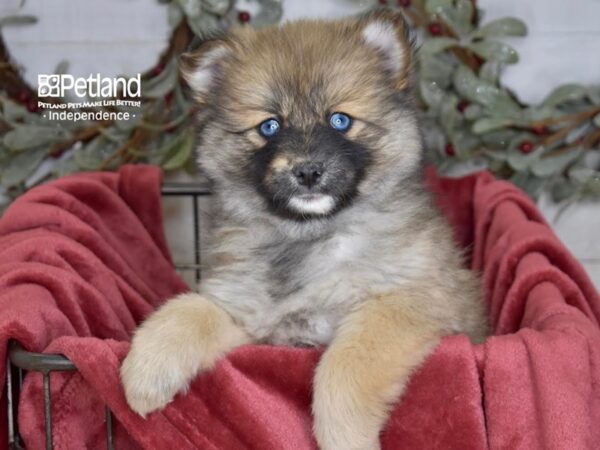 [#5432] Sable Female Pomsky 2nd Gen Puppies For Sale
