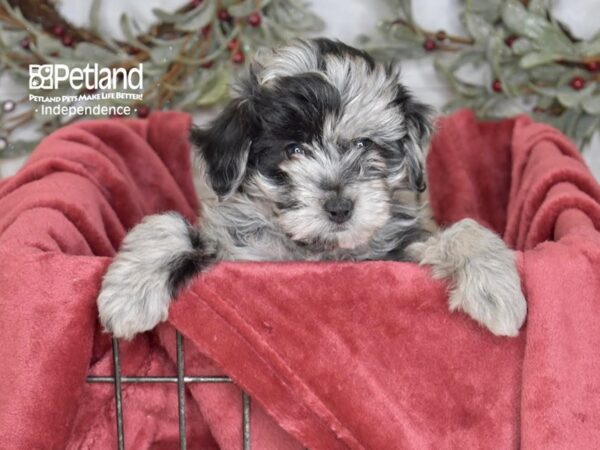 Miniature Aussidoodle-Dog-Female-Blue Merle-5437-Petland Lee's Summit, MO
