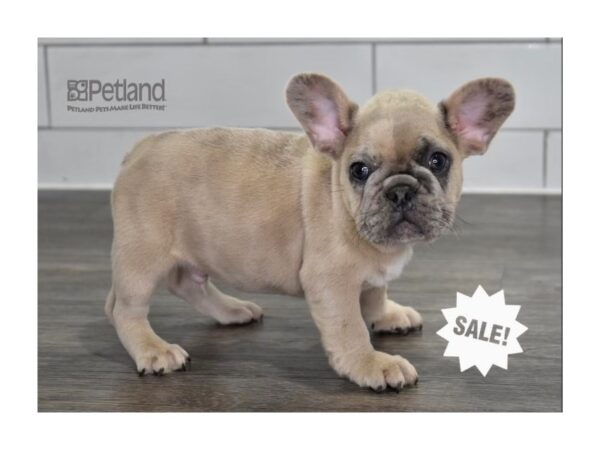 [#530] Merle Male French Bulldog Puppies For Sale