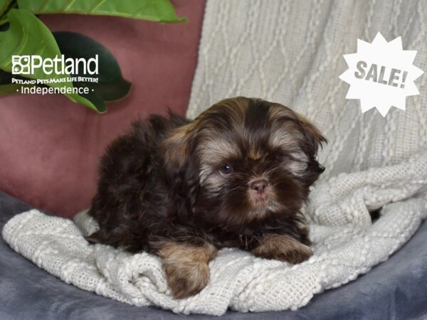 Shih Tzu-Dog-Male-Chocolate & Tan-5317-Petland Lee's Summit, MO