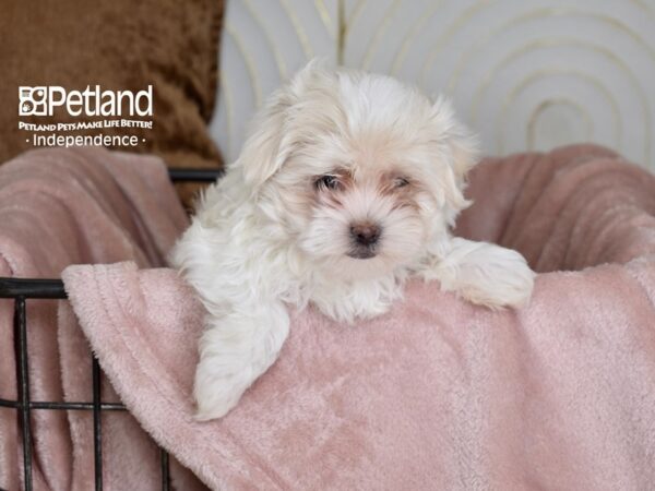 Maltipoo-Dog-Male-White-5445-Petland Lee's Summit, MO