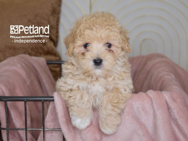 Maltipoo-Dog-Male-Apricot-5446-Petland Lee's Summit, MO