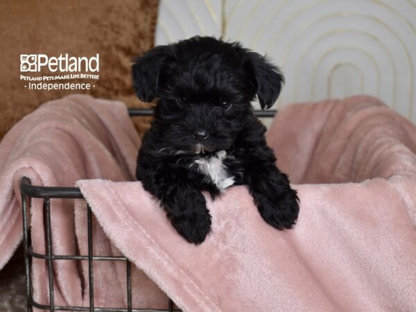 Yorkie Poo-Dog-Male-Black-5447-Petland Lee's Summit, MO